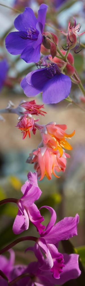 Close-up of flowers Canvas Art - Panoramic Images (36 x 12)