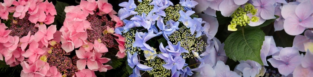 Close-up of flowers Canvas Art - Panoramic Images (36 x 12)