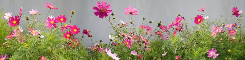 Close-up of flowers Canvas Art - Panoramic Images (36 x 12)