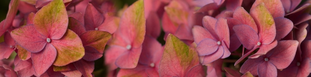 Close-up of flowers Canvas Art - Panoramic Images (36 x 12)