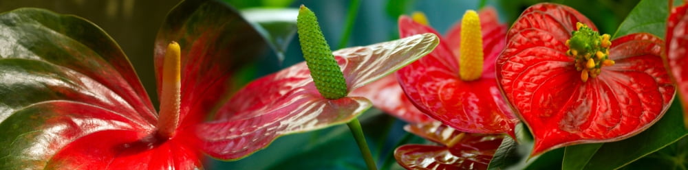 Close-up of flowers Canvas Art - Panoramic Images (36 x 12)