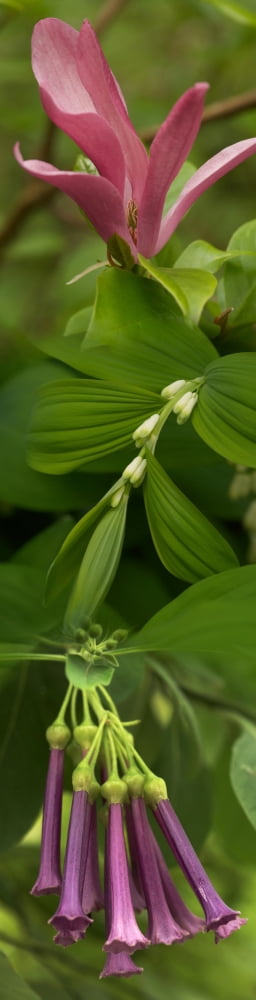 Close-up of flowers Canvas Art - Panoramic Images (36 x 9)
