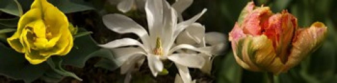 Close-up of flowers Canvas Art - Panoramic Images (40 x 10)