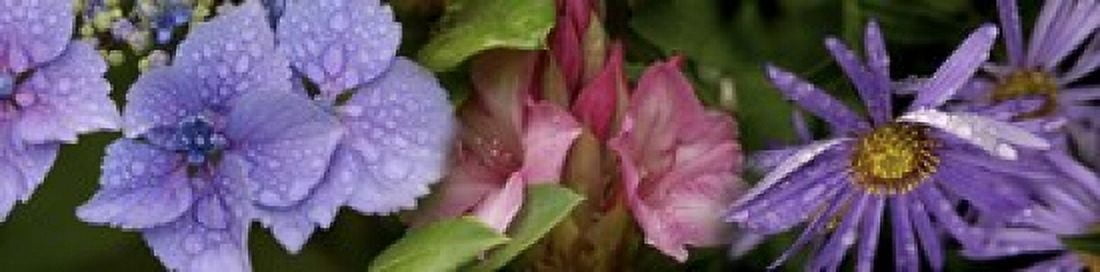 Close-up of flowers Canvas Art - Panoramic Images (40 x 10)