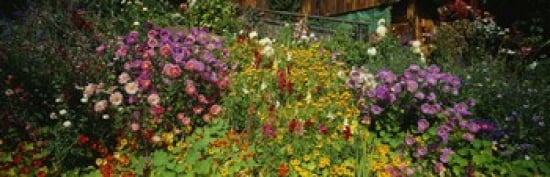 Close-up of flowers Muren Switzerland Canvas Art - Panoramic Images (36 x 12)