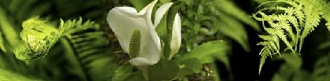 Close-up of flowers and leaves Canvas Art - Panoramic Images (20 x 5)