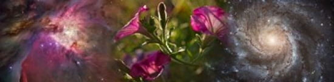 Close-up of flowers and universe Canvas Art - Panoramic Images (40 x 10)