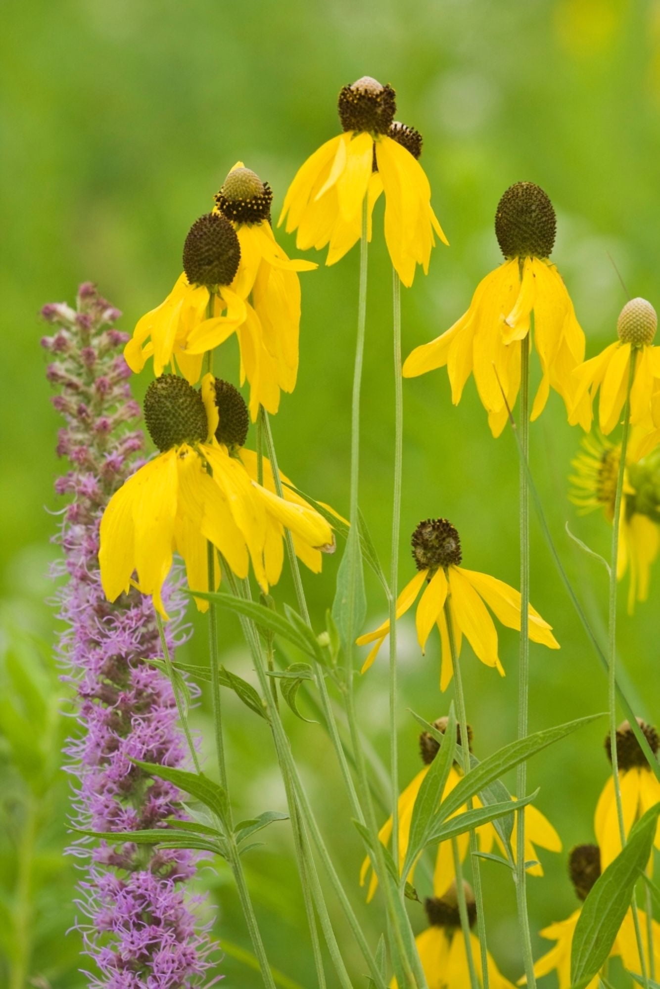 Close-up of flowers blooming in a garden Ballard Nature Center Effingham County Illinois USA Canvas Art - Panoramic Images (18 x 24)
