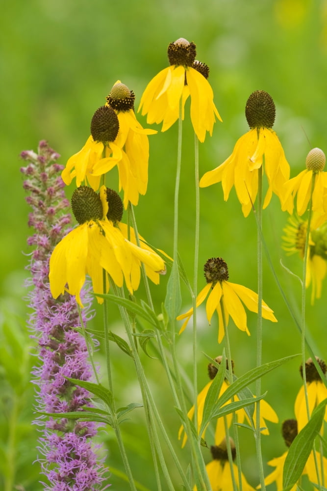 Close-up of flowers blooming in a garden Ballard Nature Center Effingham County Illinois USA Canvas Art - Panoramic Images (24 x 36)