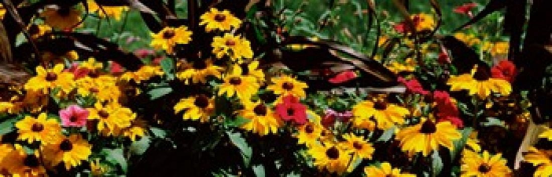 Close-up of flowers growing in a field Canvas Art - Panoramic Images (36 x 12)