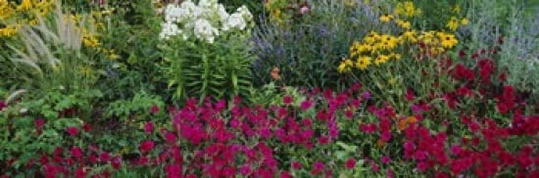 Close-up of flowers in a garden Canvas Art - Panoramic Images (18 x 6)