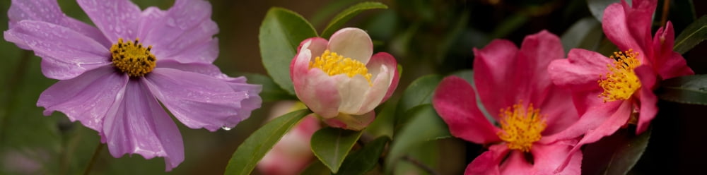Close-up of flowers in bloom Canvas Art - Panoramic Images (27 x 9)