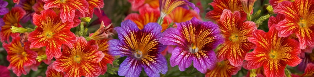 Close-up of flowers in bloom Canvas Art - Panoramic Images (36 x 12)