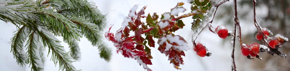 Close-up of frost on plants Canvas Art - Panoramic Images (27 x 9)