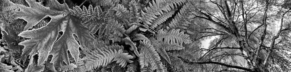 Close-up of frosty leaves Canvas Art - Panoramic Images (27 x 9)