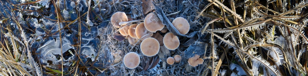 Close-up of frozen mushroom Canvas Art - Panoramic Images (36 x 12)