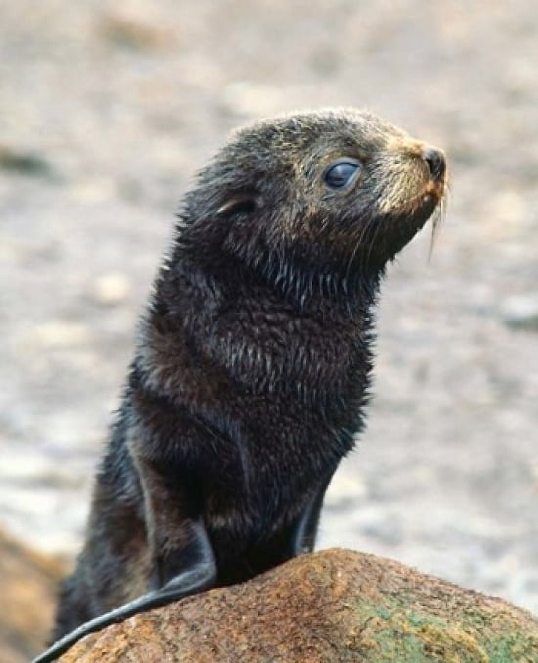 Close up of fur seal pup Canvas Art - Charles Sleicher DanitaDelimont (13 x 16)