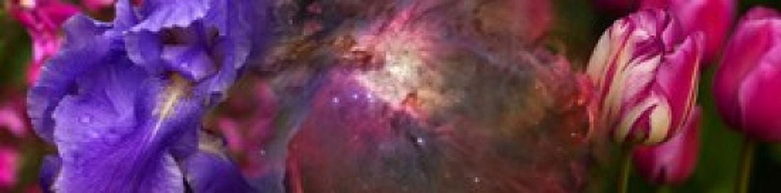 Close-up of galaxy with iris and tulips flowers Canvas Art - Panoramic Images (20 x 5)