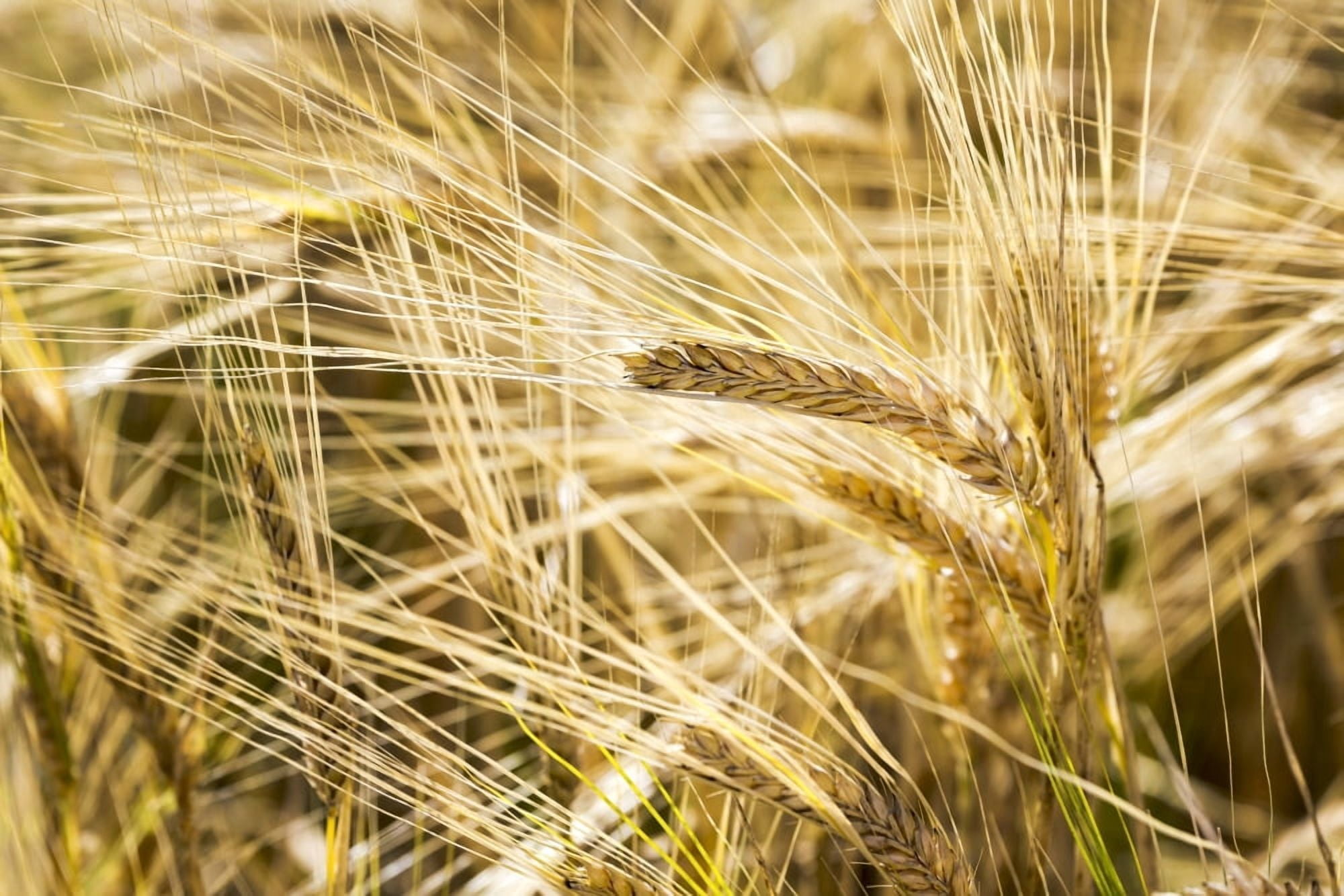 Close up of golden ripe barley heads Alberta Canada Canvas Art - Michael Interisano Design Pics (19 x 12)
