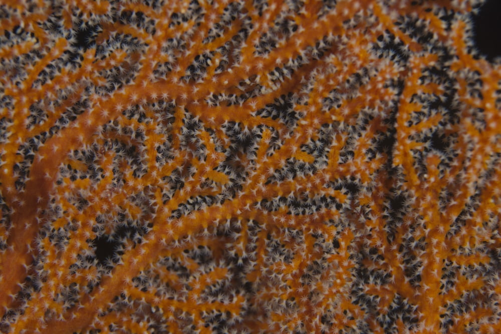 Close-up of gorgonian sea fan polyps feeding Canvas Art - Terry MooreStocktrek Images (35 x 23)