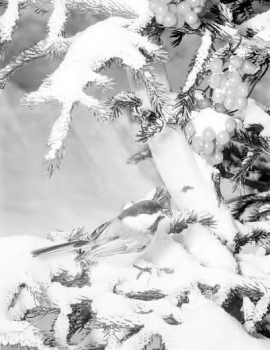 Close up of grapes covered with snow Canvas Art - (18 x 24)