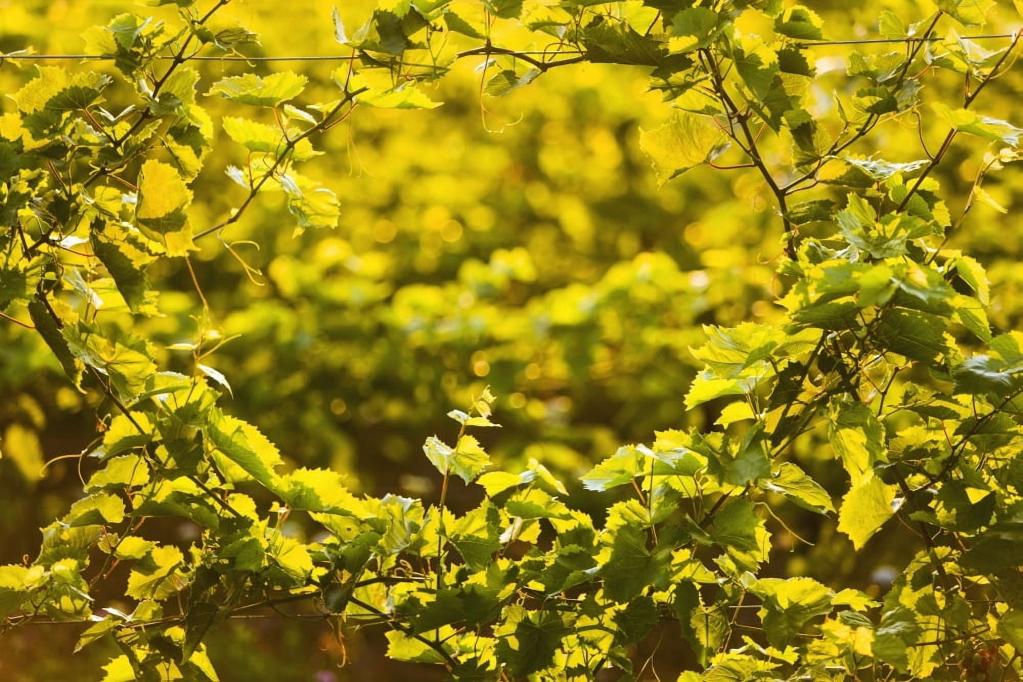Close up of grapes growing on a vine Orangeville Ontario Canada Canvas Art - Jim Craigmyle Design Pics (19 x 12)
