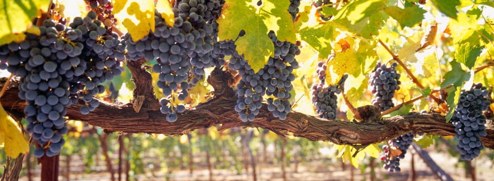 Close-up of grapes in a vineyard Napa Napa County California USA Canvas Art - Panoramic Images (36 x 12)