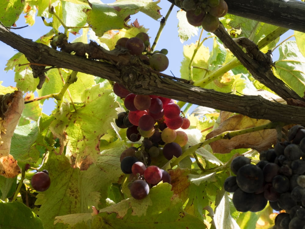 Close-up of grapes on vine Black Barn Vineyard Havelock North Hawkes Bay Hastings North Island New Zealand Canvas Art - Panoramic Images (24 x 36)