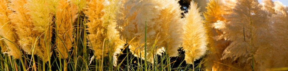 Close-up of grass Canvas Art - Panoramic Images (36 x 12)