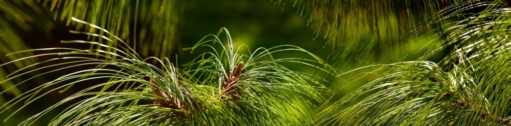 Close-up of grass Canvas Art - Panoramic Images (36 x 12)