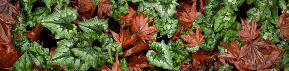 Close-up of green and brown leaves Canvas Art - Panoramic Images (27 x 9)