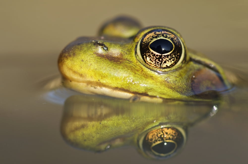 Close-up of green frog partially submerged in water Vaudreuil Quebec Canada Canvas Art - Steeve Marcoux Design Pics (19 x 12)