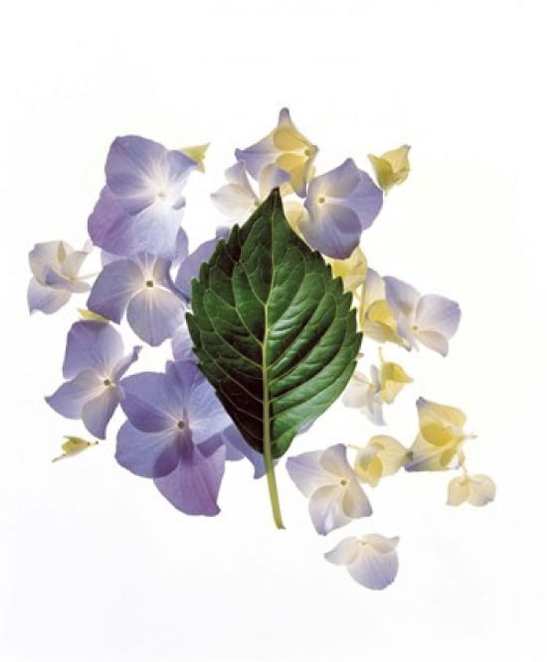 Close up of green leaf and lavender flower petals scattered on white Canvas Art - Panoramic Images (14 x 16)