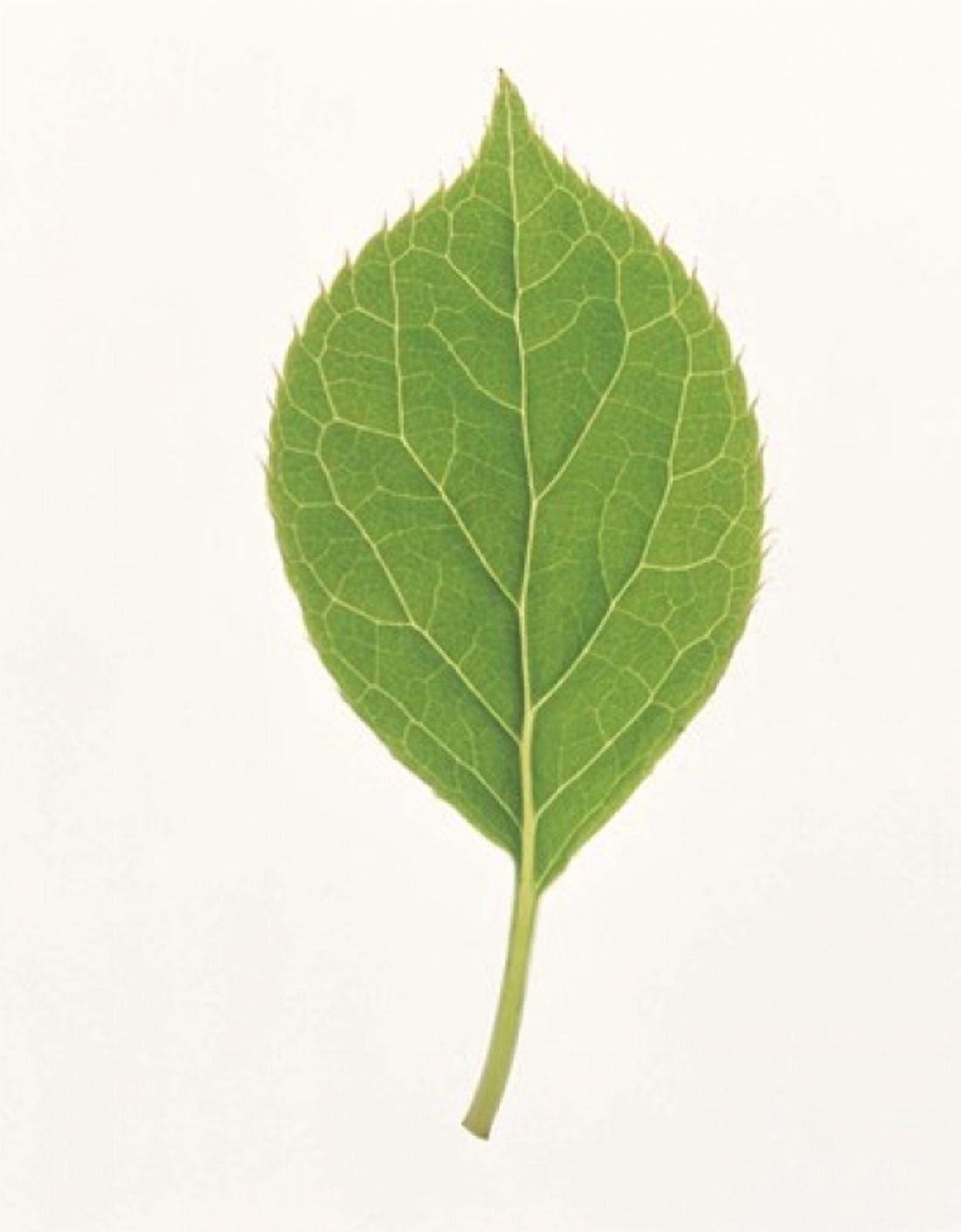 Close up of green leaf on light grey Canvas Art - Panoramic Images (13 x 16)