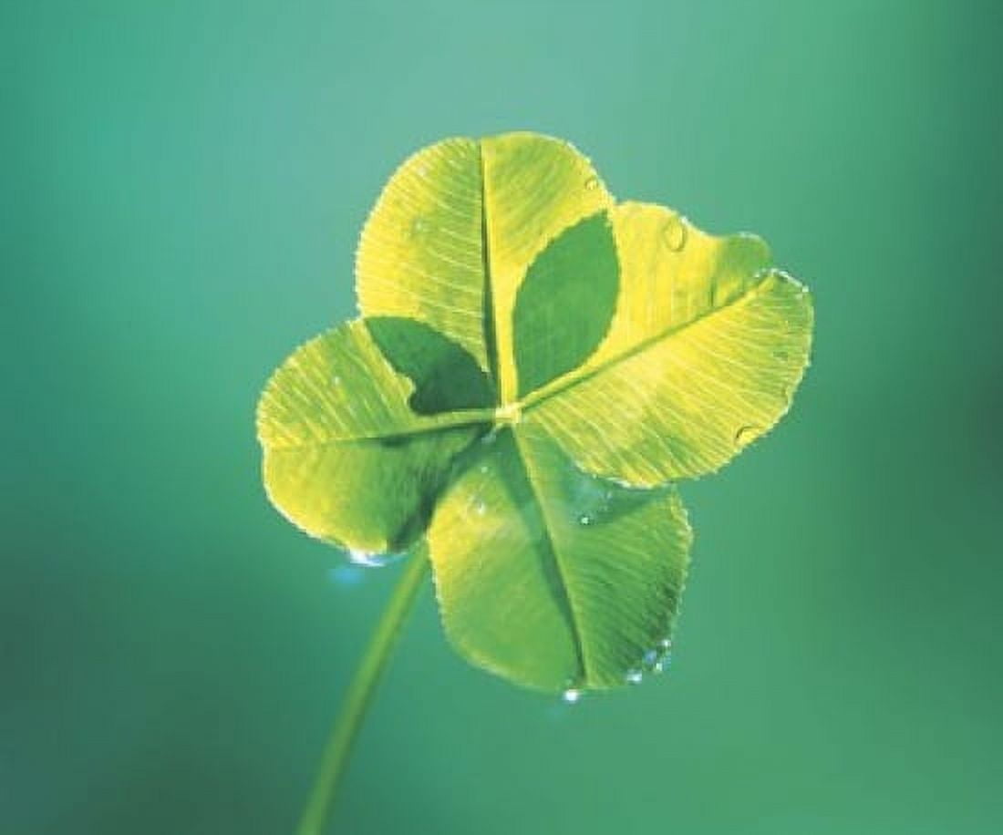 Close up of green leaf sprig on dark teal Canvas Art - Panoramic Images (16 x 14)