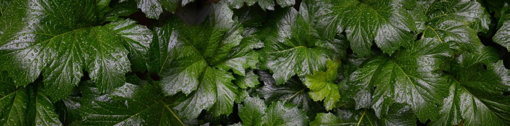 Close-up of green leaves Canvas Art - Panoramic Images (27 x 9)