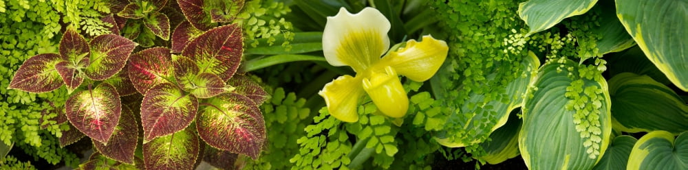 Close-up of green leaves Canvas Art - Panoramic Images (36 x 12)