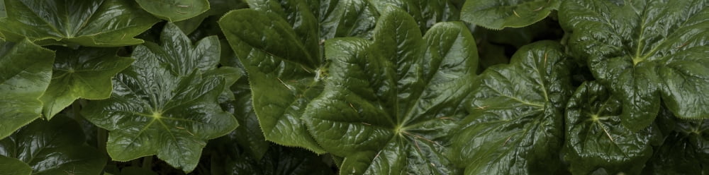 Close-up of green leaves Canvas Art - Panoramic Images (36 x 12)