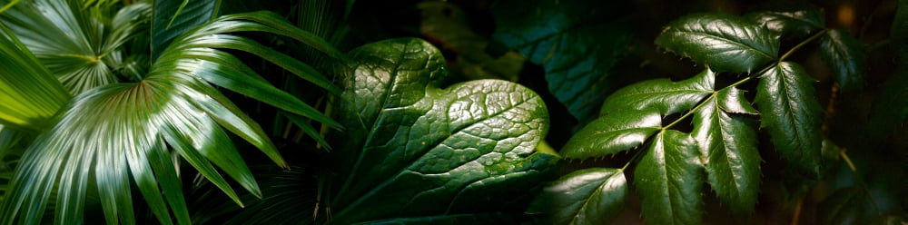 Close-up of green leaves Canvas Art - Panoramic Images (36 x 12)