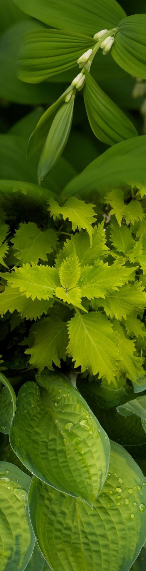 Close-up of green leaves Canvas Art - Panoramic Images (36 x 9)