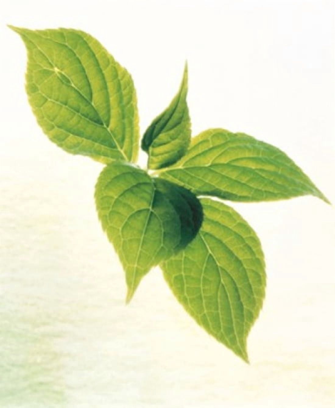 Close up of green leaves on light grey Canvas Art - Panoramic Images (14 x 16)