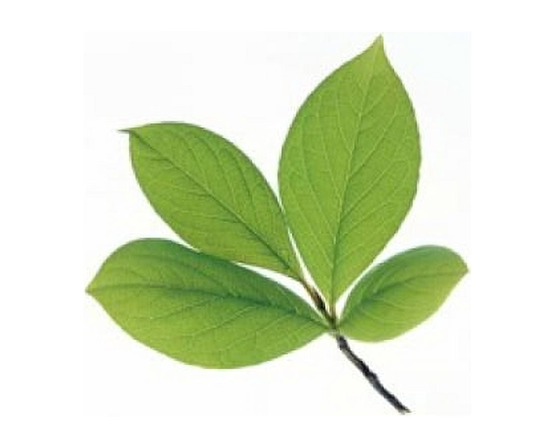 Close up of green leaves on light grey Canvas Art - Panoramic Images (16 x 13)