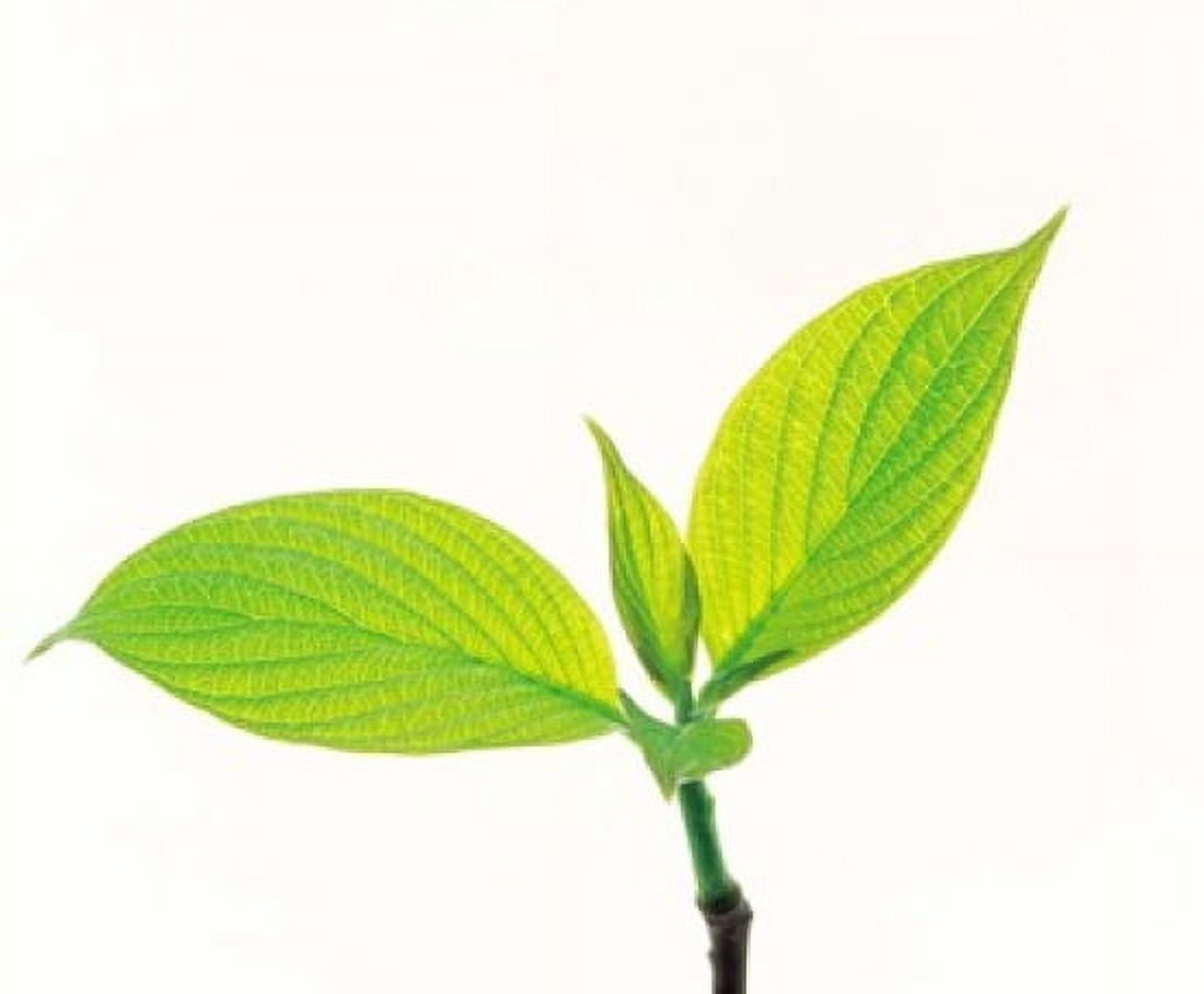 Close up of green leaves on light grey Canvas Art - Panoramic Images (16 x 14)