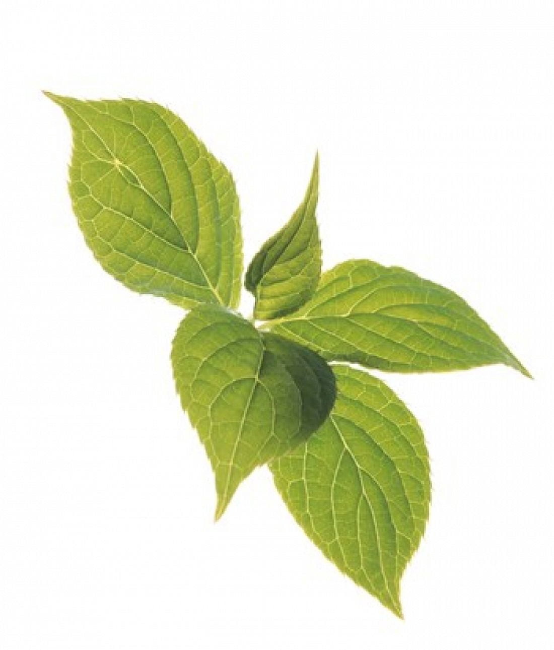 Close up of green leaves on pale green and white Canvas Art - Panoramic Images (14 x 16)