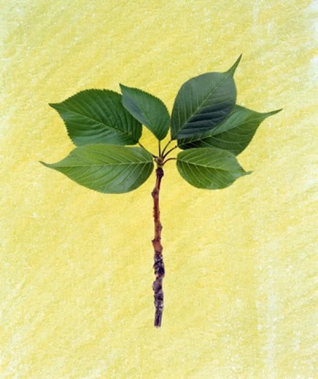 Close up of green leaves with brown branch on pale yellow Canvas Art - Panoramic Images (14 x 16)