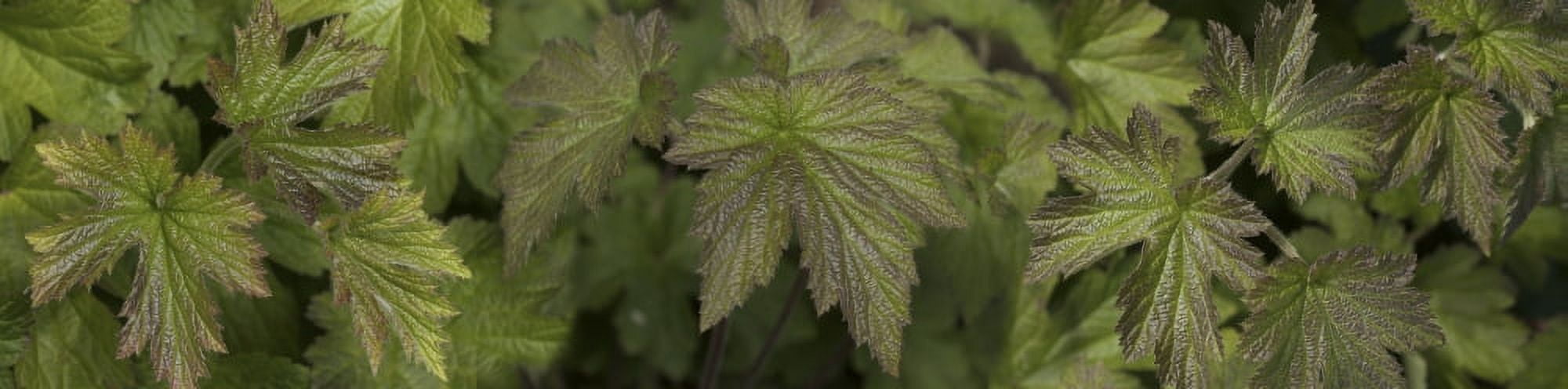 Close-up of green spring leaves Canvas Art - Panoramic Images (27 x 9)