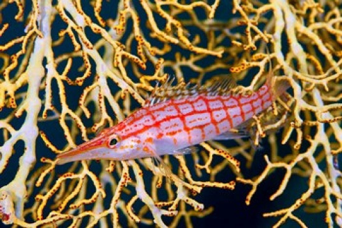Close-up of hawkfish amid sea fan Raja Ampat Indonesia Canvas Art - Jaynes Gallery DanitaDelimont (26 x 18)