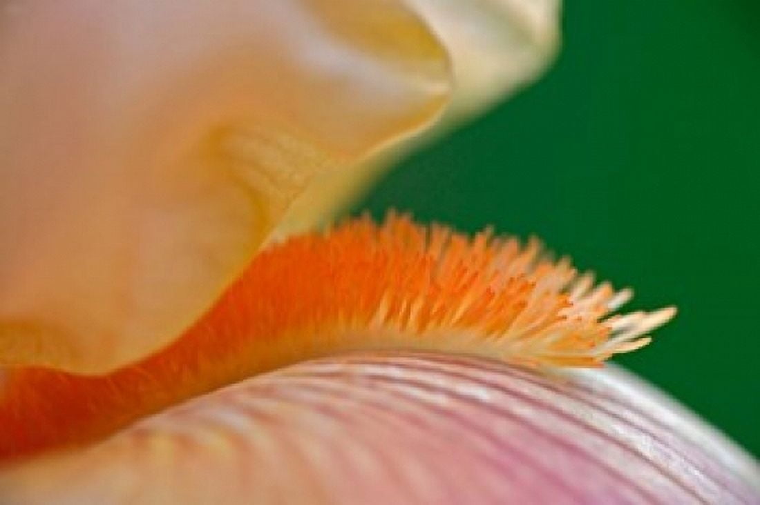 Close-up of hybrid Bearded Iris flower Louisville KY Canvas Art - Adam Jones DanitaDelimont (24 x 15)