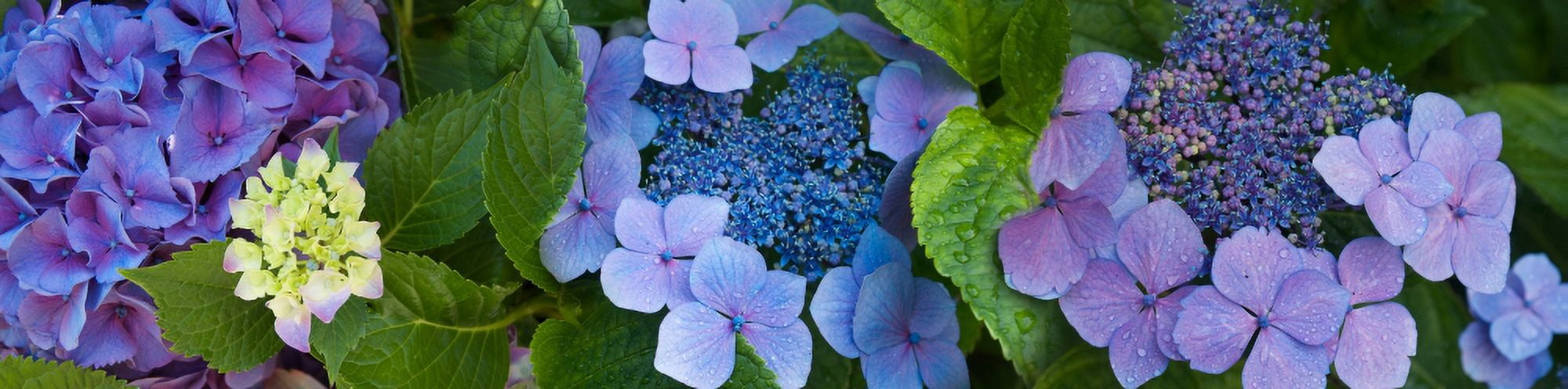 Close-up of hydrangea flowers Canvas Art - Panoramic Images (27 x 9)