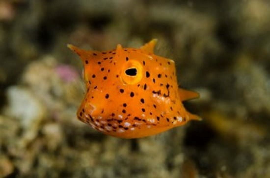 Close-up of juvenile cowfish Canvas Art - Jaynes Gallery DanitaDelimont (26 x 18)